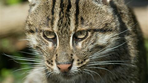 Meet the Fishing Cat: A Rare Feline That Survives in the Wild By .